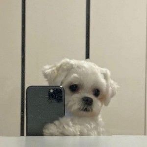 Meet your Posher, Henry